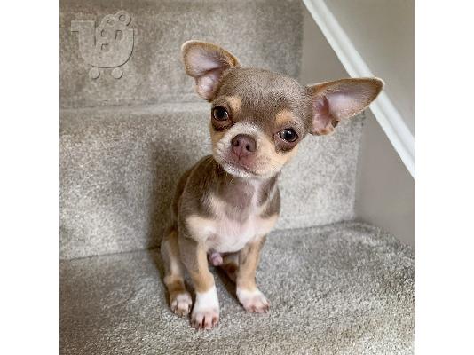 εγγεγραμμένα κουτάβια chihuahua